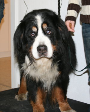 Hund wird gewogen