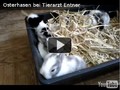 Osterhasen bei Tierarzt Entner