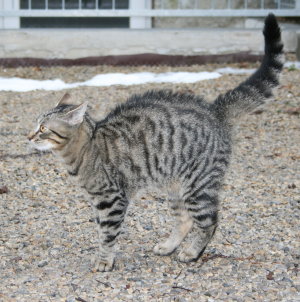 Katze mit Katzenbuckel