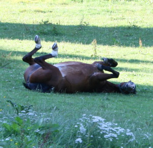 Pferd Baron welzt sich