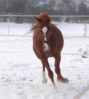 Herpesvirusinfektionen beim Pferd