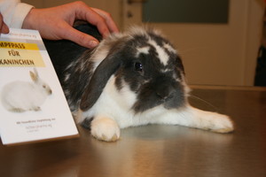 Impftermine für Kaninchen im Herbst 2011