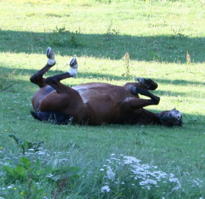 Gesundheitsvorsorge beim Pferd